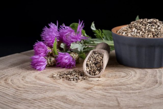 Milk thistle health benefits, uses and side effects