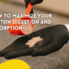 How to Maximize Your Protein Digestion and Absorption