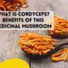 What is Cordyceps Benefits of This Medicinal Mushroom